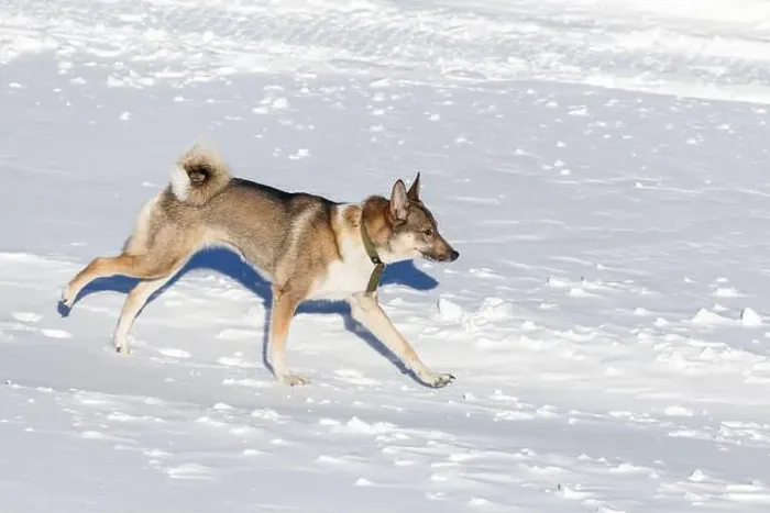 Framed Print : A red Siberian Laika runs through clean snow on a clear day. Close-up Framed Print : A red Siberian Laika runs through clean snow on a clear day. Close-up