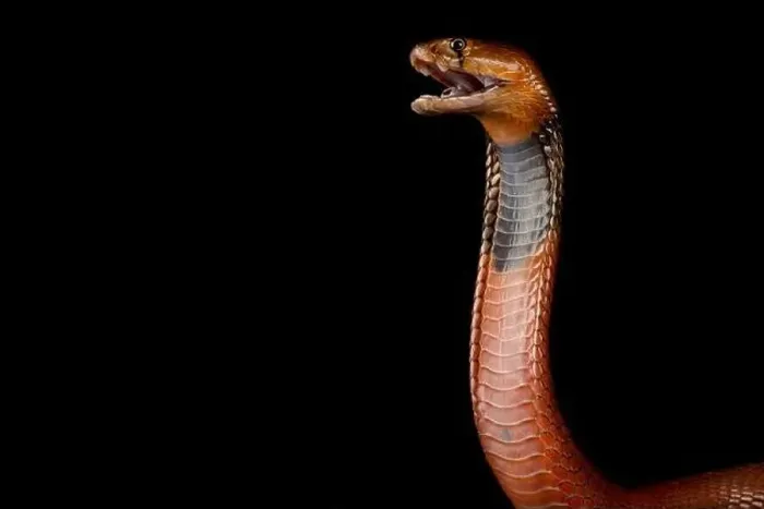 Framed Print : Red spitting cobra (Naja pallida) Framed Print : Red spitting cobra (Naja pallida)