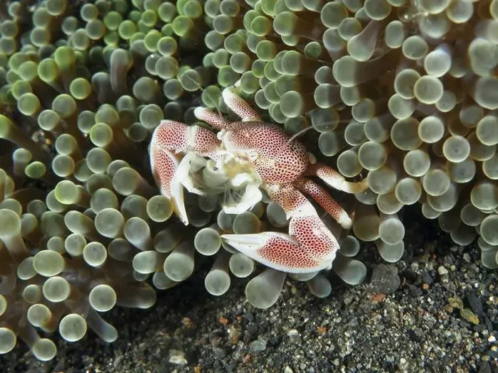 Framed Print : A red-spotted spotted porcelain crab (Neopetrolisthes maculatus) in a green sea anemone in an underwater ambience Framed Print : A red-spotted spotted porcelain crab (Neopetrolisthes maculatus) in a green sea anemone in an underwater ambience