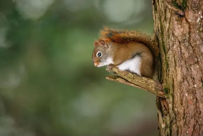 Framed Print : Red Squirrel sitting on pine tree snag Framed Print : Red Squirrel sitting on pine tree snag