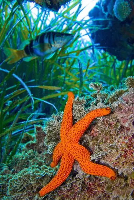 Framed Print : Red Starfish, Echinaster sepositus, Cabo Cope-Puntas del Calnegre Natural Park, Mediterranean Sea, Murcia, Spain, Europe