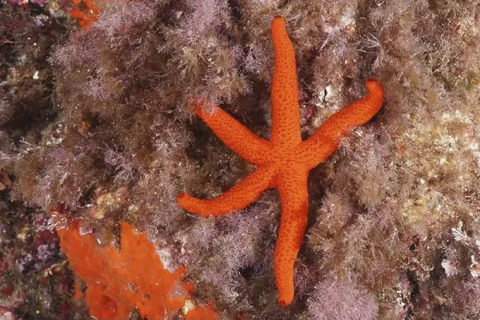 Framed Print : A red starfish (Echinaster sepositus) lying on seaweed in the sea Framed Print : A red starfish (Echinaster sepositus) lying on seaweed in the sea