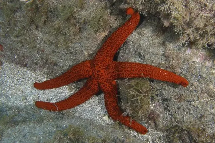Framed Print : Red starfish (Echinaster sepositus) on rocky reef with algae Framed Print : Red starfish (Echinaster sepositus) on rocky reef with algae