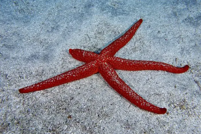 Framed Print : Red starfish (Echinaster sepositus) on sandy seabed Framed Print : Red starfish (Echinaster sepositus) on sandy seabed
