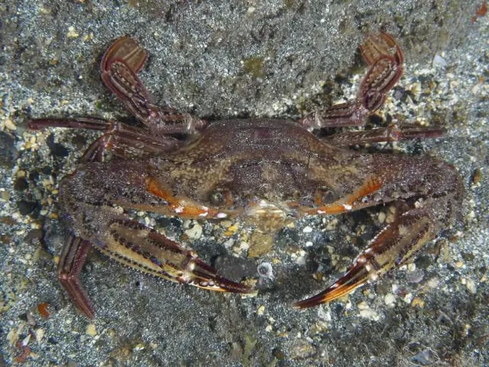 Framed Print : Red swimming crab (Cronius ruber) with open claws on sandy ground Framed Print : Red swimming crab (Cronius ruber) with open claws on sandy ground