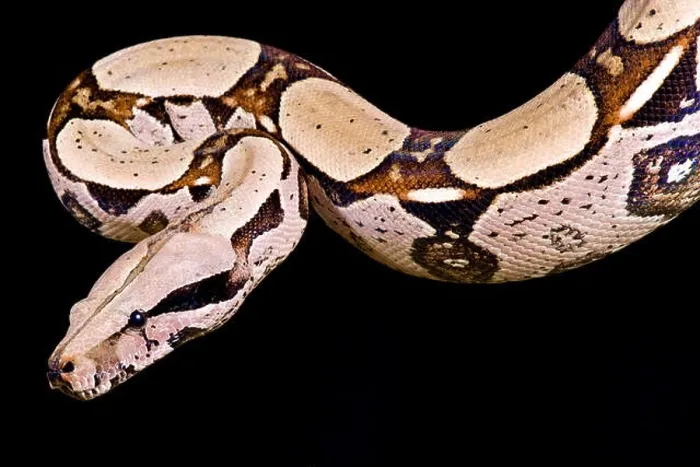 Framed Print : Red-tailed boa, Boa constrictor imperator Framed Print : Red-tailed boa, Boa constrictor imperator