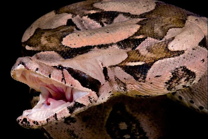 Framed Print : Red-tailed boa, Boa constrictor imperator, attack Framed Print : Red-tailed boa, Boa constrictor imperator, attack