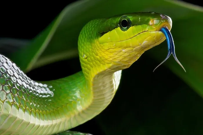 Framed Print : Red-tailed green ratsnake / Gonyosoma oxycephalum Framed Print : Red-tailed green ratsnake / Gonyosoma oxycephalum