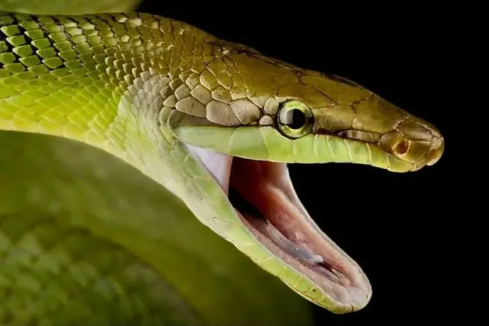 Framed Print : Red-tailed green ratsnake (Gonyosoma oxycephalum) Framed Print : Red-tailed green ratsnake (Gonyosoma oxycephalum)