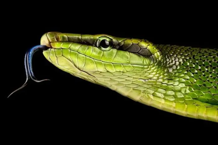 Framed Print : Red-tailed Green Ratsnake (Gonyosoma oxycephalum) Framed Print : Red-tailed Green Ratsnake (Gonyosoma oxycephalum)