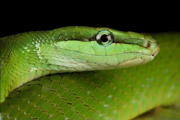 Framed Print : Red-tailed green Ratsnakes (Gonyosoma oycephalum) Framed Print : Red-tailed green Ratsnakes (Gonyosoma oycephalum)