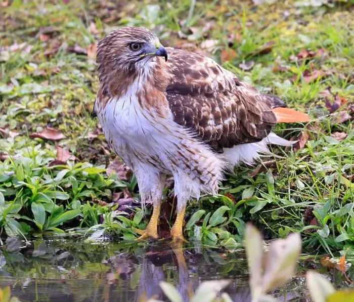 Framed Print : Red-tailed Hawk on the border of the river with green background, Quebec, Canada Framed Print : Red-tailed Hawk on the border of the river with green background, Quebec, Canada