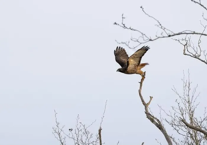 Framed Print : A red-tailed hawk Buteo jamaicensis flies from a tree branch to persue prey Framed Print : A red-tailed hawk Buteo jamaicensis flies from a tree branch to persue prey