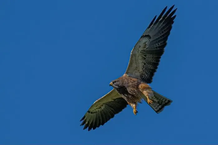 Framed Print : Red-tailed Hawk (Buteo jamaicensis) in Flight Framed Print : Red-tailed Hawk (Buteo jamaicensis) in Flight