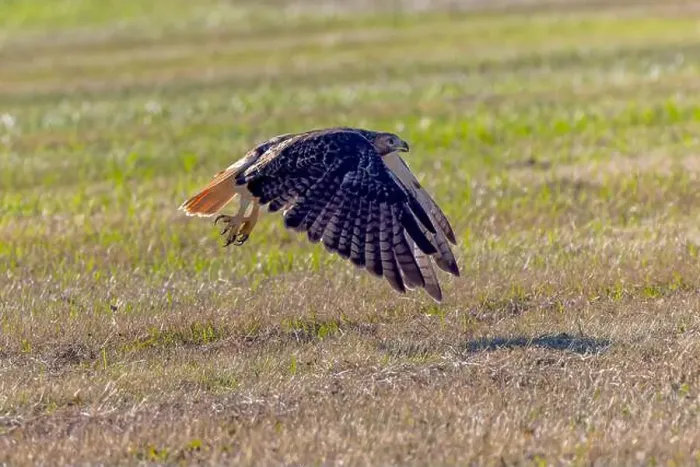Framed Print : The red-tailed hawk (Buteo jamaicensis) in flight Framed Print : The red-tailed hawk (Buteo jamaicensis) in flight