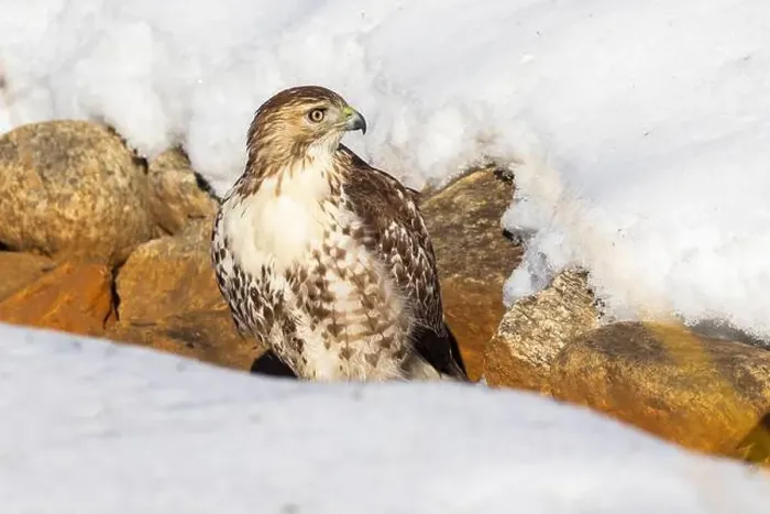 Framed Print : red-tailed hawk (Buteo jamaicensis) in winter Framed Print : red-tailed hawk (Buteo jamaicensis) in winter