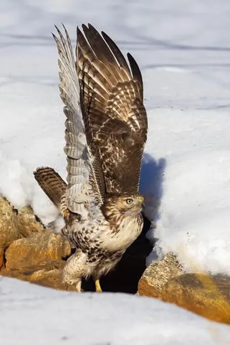 Framed Print : red-tailed hawk (Buteo jamaicensis) in winter Framed Print : red-tailed hawk (Buteo jamaicensis) in winter