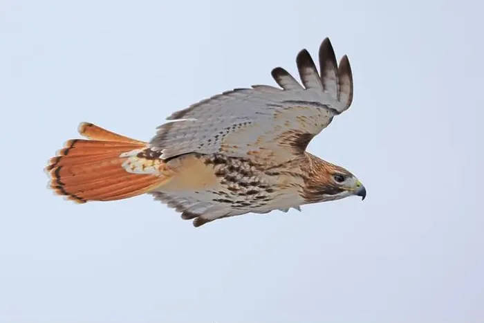 Framed Print : Red-tailed Hawk flying isolated on a grey background, Quebec, Canada Framed Print : Red-tailed Hawk flying isolated on a grey background, Quebec, Canada