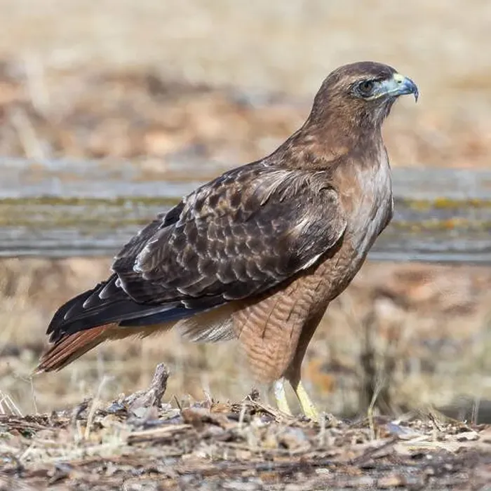 Framed Print : Red-tailed Hawk foraging on the grounds. Arastradero Preserve, Santa Clara County, California, USA Framed Print : Red-tailed Hawk foraging on the grounds. Arastradero Preserve, Santa Clara County, California, USA