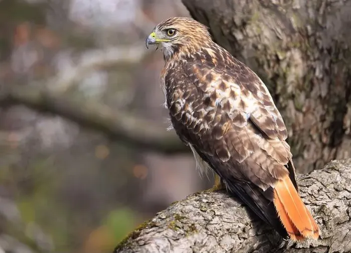 Framed Print : Red-tailed Hawk perched on a branch tree in the forest, Quebec, Canada Framed Print : Red-tailed Hawk perched on a branch tree in the forest, Quebec, Canada