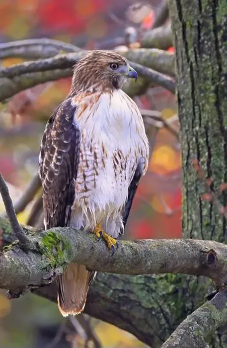 Framed Print : Red-tailed Hawk perched on a branch tree in the forest, Quebec, Canada Framed Print : Red-tailed Hawk perched on a branch tree in the forest, Quebec, Canada