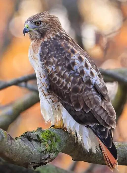 Framed Print : Red-tailed Hawk perched on a branch tree in the forest, Quebec, Canada Framed Print : Red-tailed Hawk perched on a branch tree in the forest, Quebec, Canada