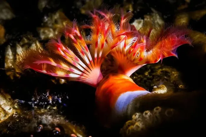 Framed Print : Red-trumpet Calcareous Tubeworm Framed Print : Red-trumpet Calcareous Tubeworm