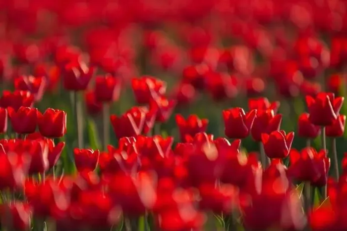 Framed Print : Red tulip fields in the dutch countryside, South Holland, the Netherlands Framed Print : Red tulip fields in the dutch countryside, South Holland, the Netherlands