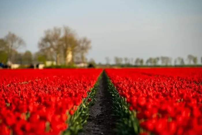 Framed Print : Red tulip fields in the dutch countryside, South Holland, the Netherlands Framed Print : Red tulip fields in the dutch countryside, South Holland, the Netherlands