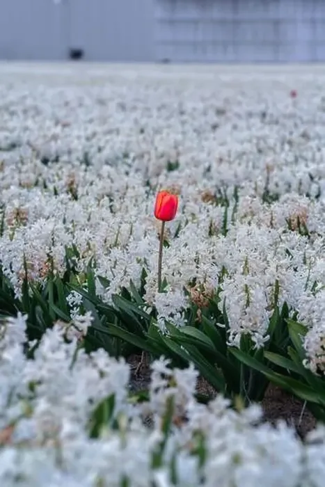 Framed Print : Red tulip flowers in the white hyacinth fields in Keukenhof, Lisse at dusk in Netherlands Framed Print : Red tulip flowers in the white hyacinth fields in Keukenhof, Lisse at dusk in Netherlands