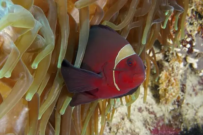 Framed Print : A red velvet anemonefish, spiny anemonefish (Amphiprion biaculeatus) hidden between the tentacles of a sea anemone Framed Print : A red velvet anemonefish, spiny anemonefish (Amphiprion biaculeatus) hidden between the tentacles of a sea anemone