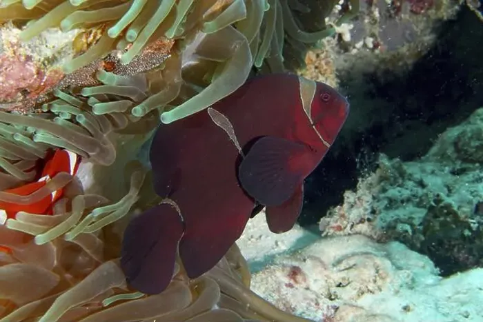 Framed Print : A red velvet anemonefish, spiny anemonefish (Amphiprion biaculeatus) swimming between the tentacles of a sea anemone Framed Print : A red velvet anemonefish, spiny anemonefish (Amphiprion biaculeatus) swimming between the tentacles of a sea anemone