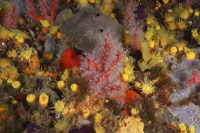 Framed Print : Red and white coral (Corallium rubrum) surrounded by colourful underwater life