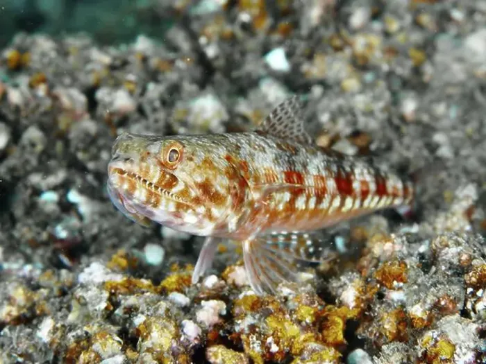 Framed Print : Red and white patterned fish, marbled lizardfish (Synodus rubromarmoratus) Framed Print : Red and white patterned fish, marbled lizardfish (Synodus rubromarmoratus)
