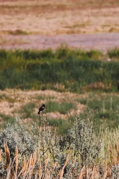 Framed Print : red winged black bird perched on scrub brush Framed Print : red winged black bird perched on scrub brush