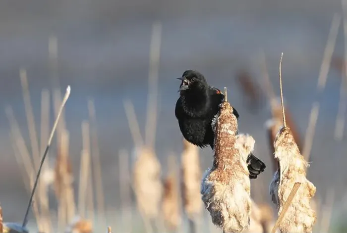 Framed Print : A red-winged blackbird Agelaius phoeniceus sings for a mate amongst cattails in a marshland in Canada Framed Print : A red-winged blackbird Agelaius phoeniceus sings for a mate amongst cattails in a marshland in Canada