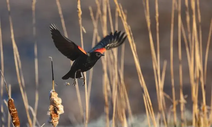 Framed Print : A red-winged blackbird Agelaius phoeniceus sings for a mate amongst cattails in a marshland in Canada Framed Print : A red-winged blackbird Agelaius phoeniceus sings for a mate amongst cattails in a marshland in Canada