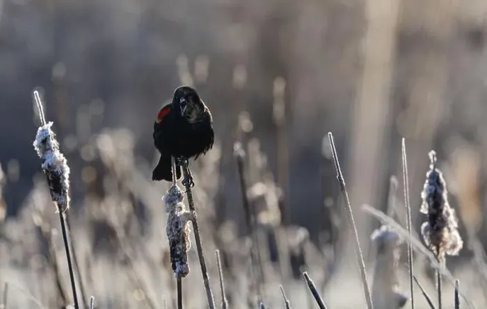 Framed Print : A red-winged blackbird Agelaius phoeniceus sings for a mate amongst cattails in a marshland in Canada Framed Print : A red-winged blackbird Agelaius phoeniceus sings for a mate amongst cattails in a marshland in Canada