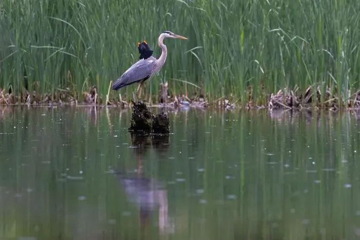 Framed Print : Red-winged Blackbird attacking Great Blue Heron