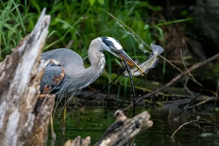 Framed Print : Red-winged Blackbird attacking Great Blue Heron Framed Print : Red-winged Blackbird attacking Great Blue Heron