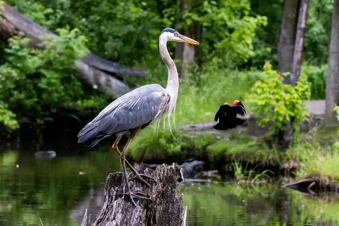 Framed Print : Red-winged Blackbird attacking Great Blue Heron Framed Print : Red-winged Blackbird attacking Great Blue Heron