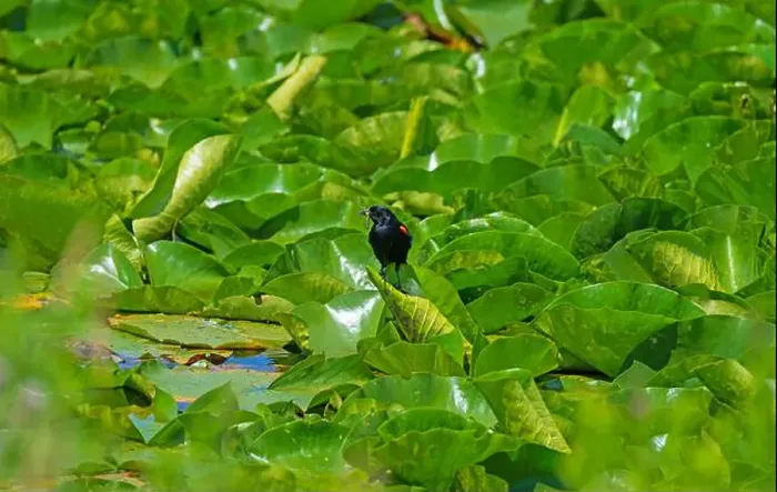 Framed Print : Red Winged Blackbird With a Dragonfly in Its Mouth Along the Mississippi River in Illinois Framed Print : Red Winged Blackbird With a Dragonfly in Its Mouth Along the Mississippi River in Illinois