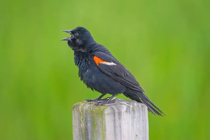 Framed Print : Red winged blackbird Giving a Vigorous Call in the Horicon Marsh in Wisconsin