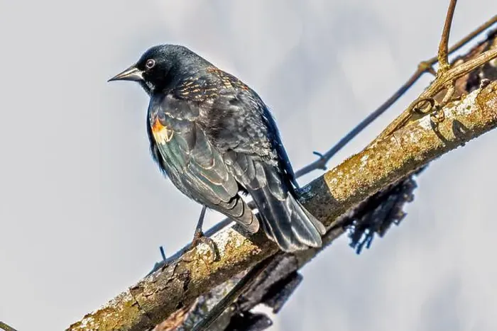 Framed Print : A Red Winged Blackbird isolated on a branch over a marsh in Southwestern Ontario, Canada