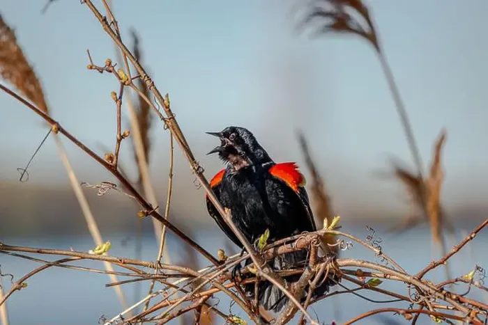 Framed Print : Red-winged Blackbird is a passerine bird found in most of North America and much of Central America Framed Print : Red-winged Blackbird is a passerine bird found in most of North America and much of Central America