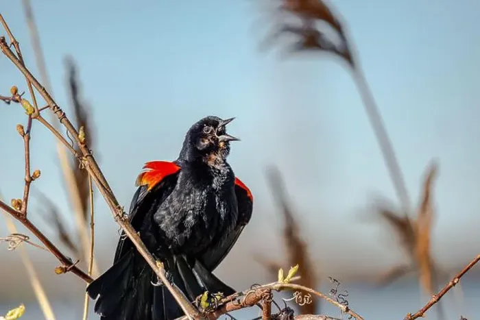 Framed Print : Red-winged Blackbird is a passerine bird found in most of North America and much of Central America Framed Print : Red-winged Blackbird is a passerine bird found in most of North America and much of Central America