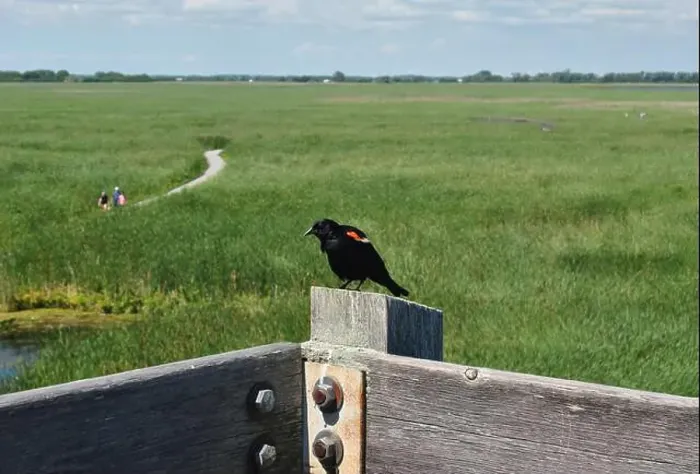 Framed Print : Red-winged blackbird on a post with a marsh in the background at Point Pelee National Park in Ontario, Canada Framed Print : Red-winged blackbird on a post with a marsh in the background at Point Pelee National Park in Ontario, Canada