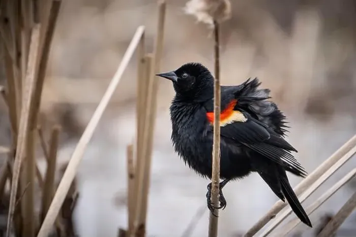 Framed Print : A red-winged blackbird puffing up its feathers on a cold rainy day Framed Print : A red-winged blackbird puffing up its feathers on a cold rainy day