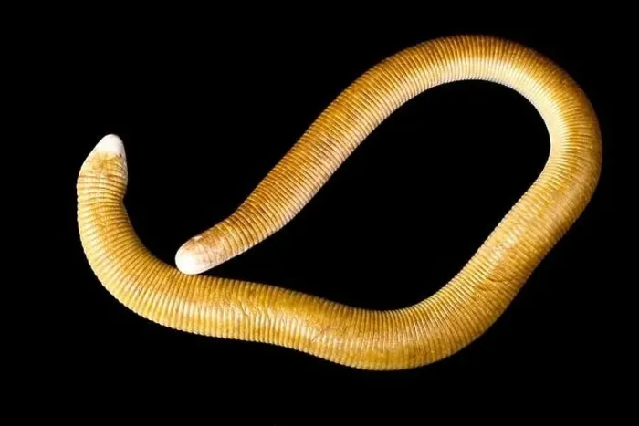 Framed Print : Red Worm Lizard (Amphisbaena alba) Framed Print : Red Worm Lizard (Amphisbaena alba)