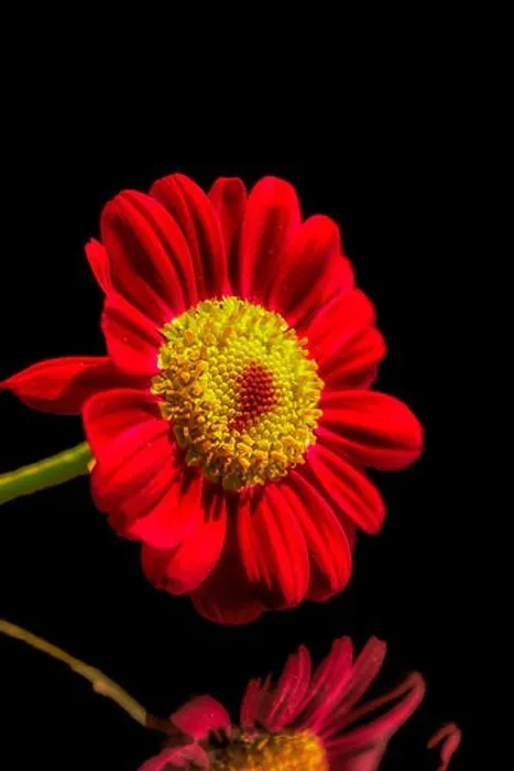 Framed Print : red yellow flowering marguerite / daisy blossom in bright sunshine reflected on a mirror with black background Framed Print : red yellow flowering marguerite / daisy blossom in bright sunshine reflected on a mirror with black background